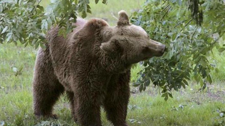 Muere la osa Tola, icono de la recuperación del oso pardo en España