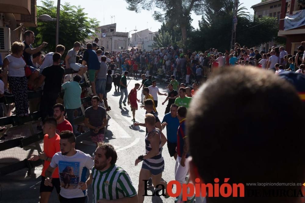 Primer encierro de Calasparra