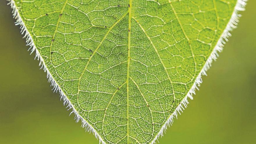 Desvelan el papel de los pelos de las hojas en la conservación del agua y la resistencia al calor