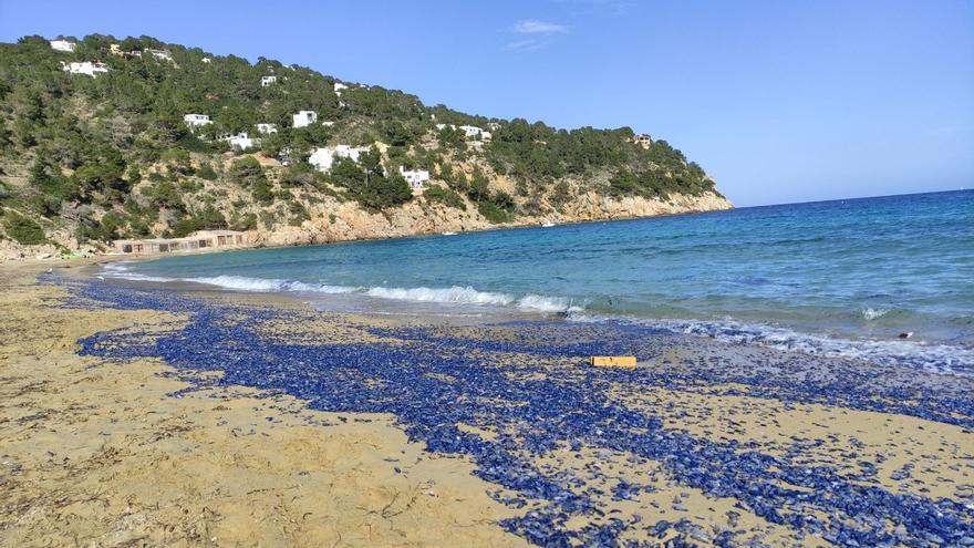 Cientos de miles de medusas aparecen en una playa de Ibiza