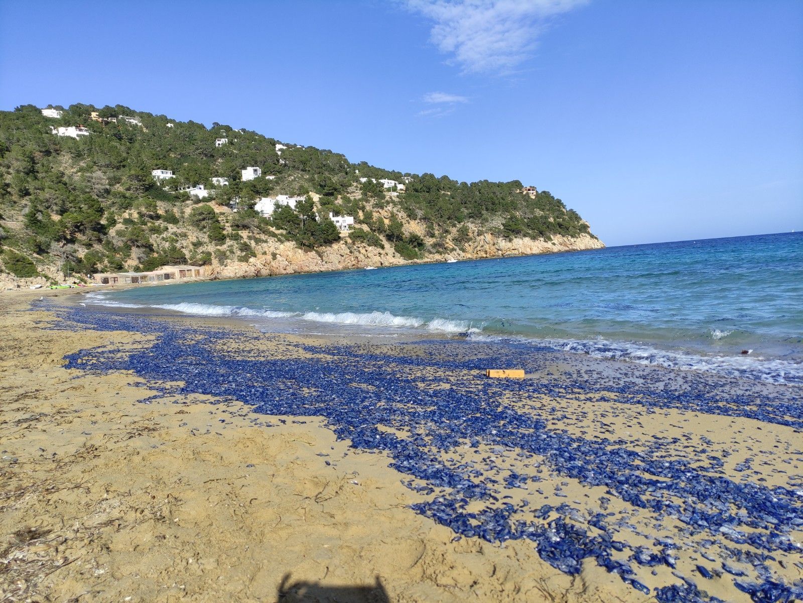 Aparecen cientos de miles de medusas en una playa de Ibiza