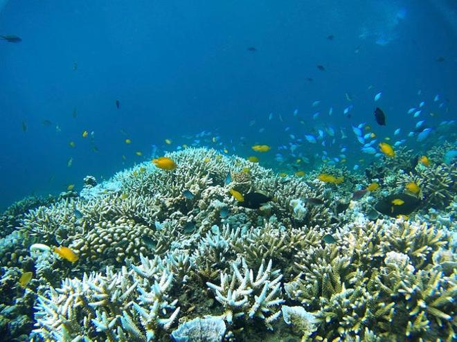 Gran Barrera de Coral