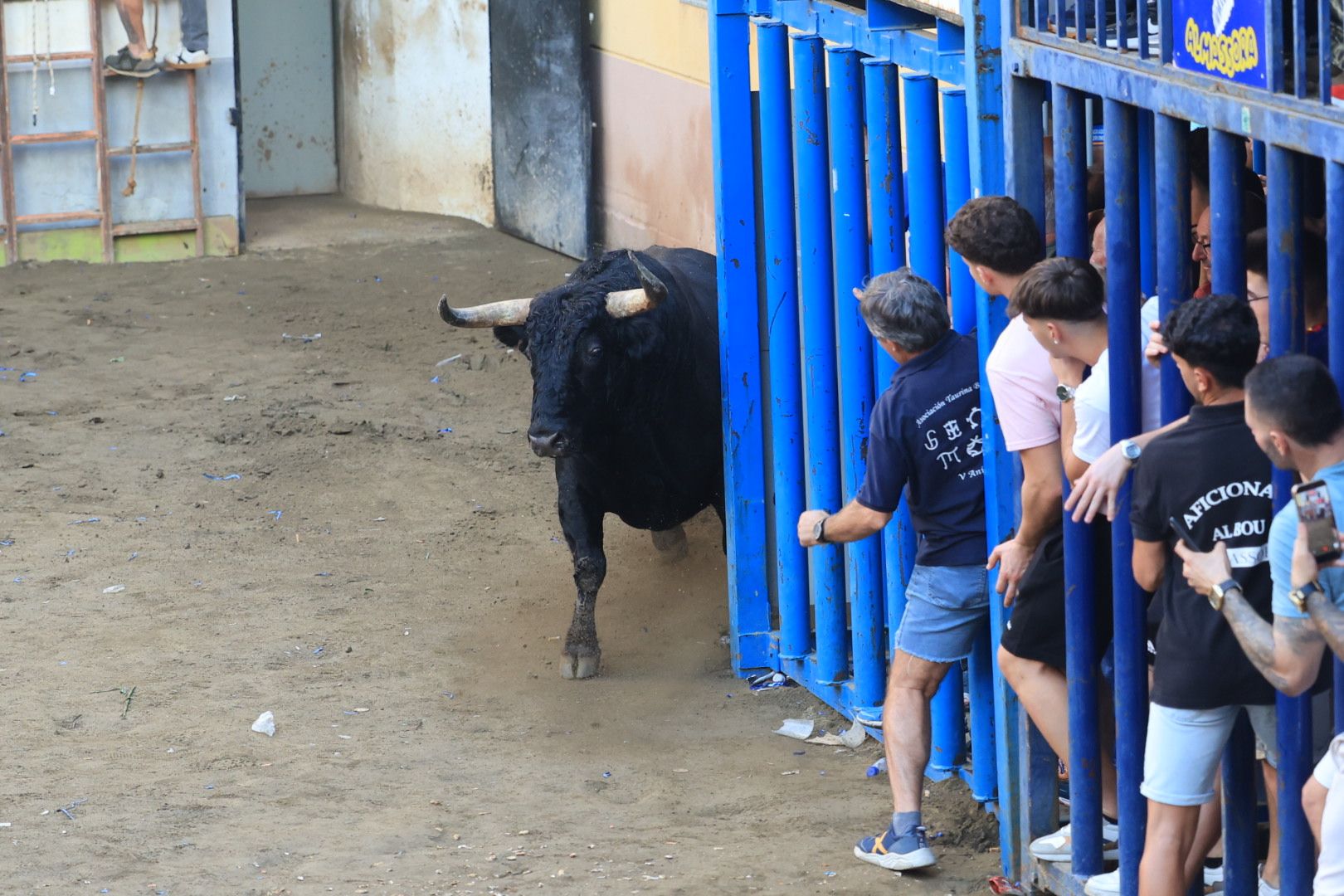 Las imágenes del primer encierro y de las exhibiciones taurinas de las fiestas de Almassora