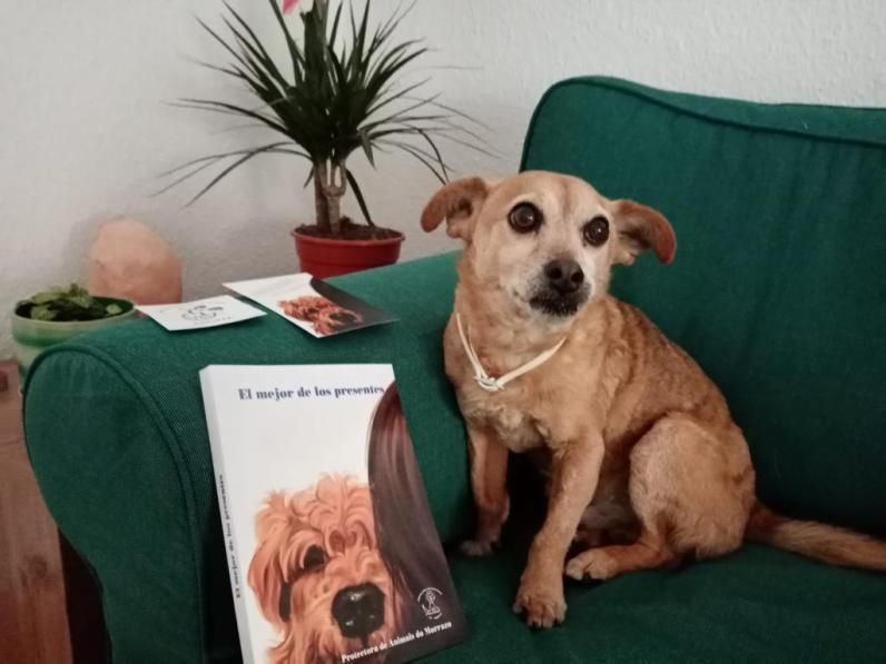 El perro “Tonc” con la portada del libro de cuentos. | PROTECTORA