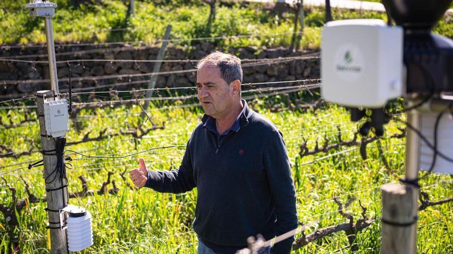 Tenerife Winery Leverages AI and Real-Time Data to Revolutionize Sustainable Viticulture