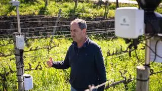 La inteligencia artificial se cuela entre las cepas y el vino de Tenerife