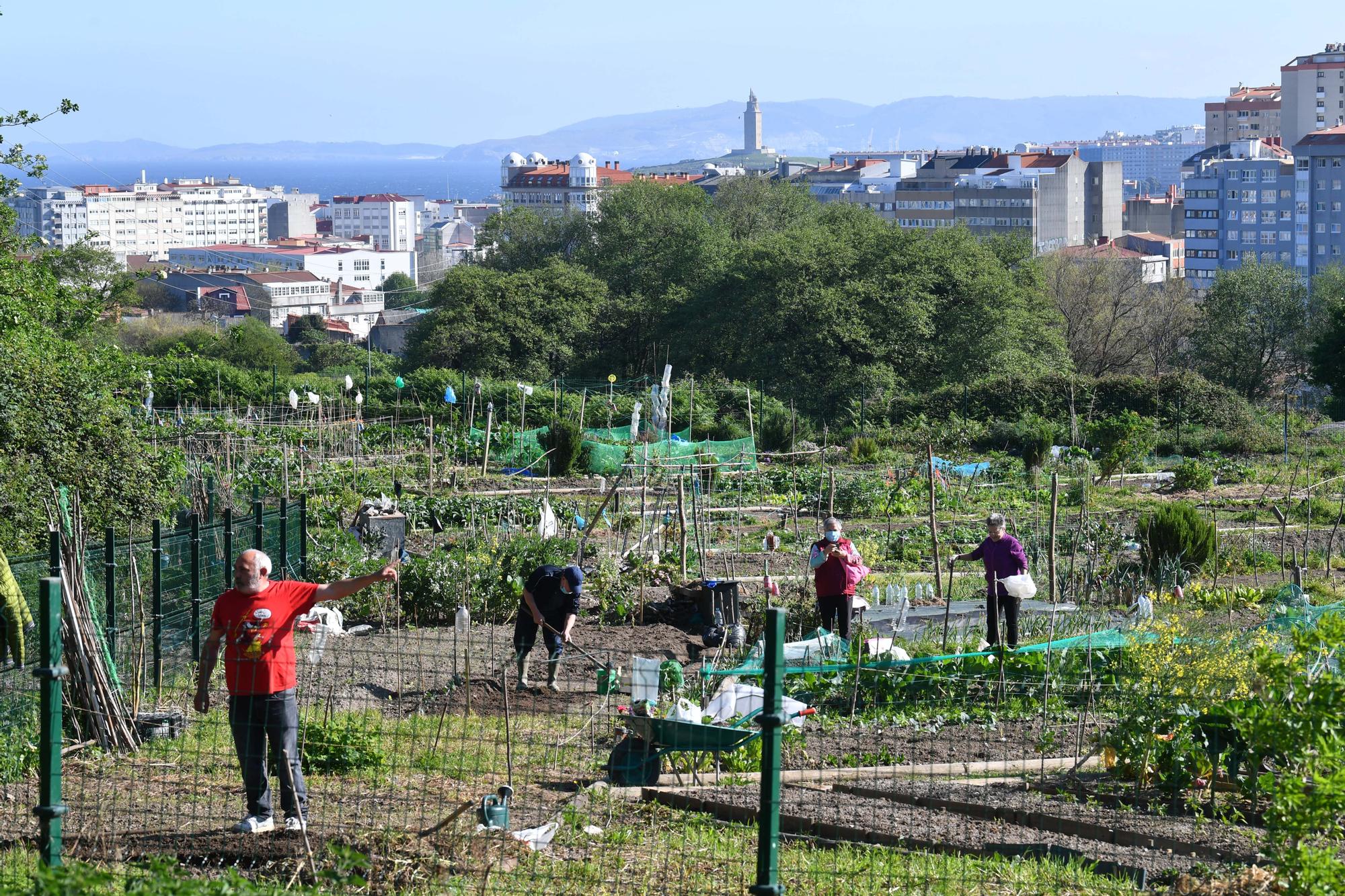 Huertos urbanos de A Coruña, un ocio saludable