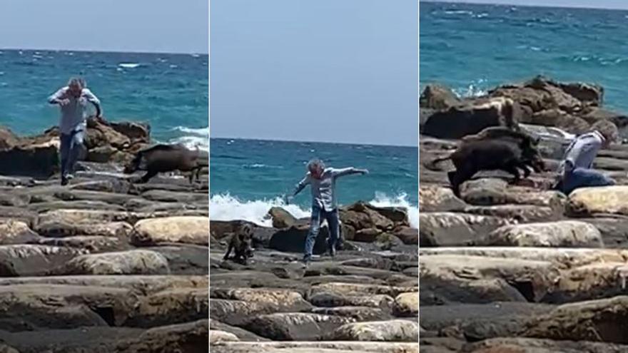 Un jabalí obliga a desalojar una playa y deja dos heridos al tratar de capturarlo en El Campello