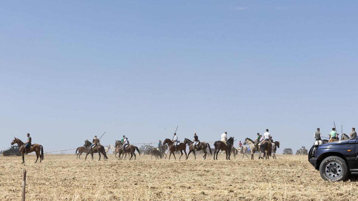 GALERÍA | Tradicional encierro campero en Toro