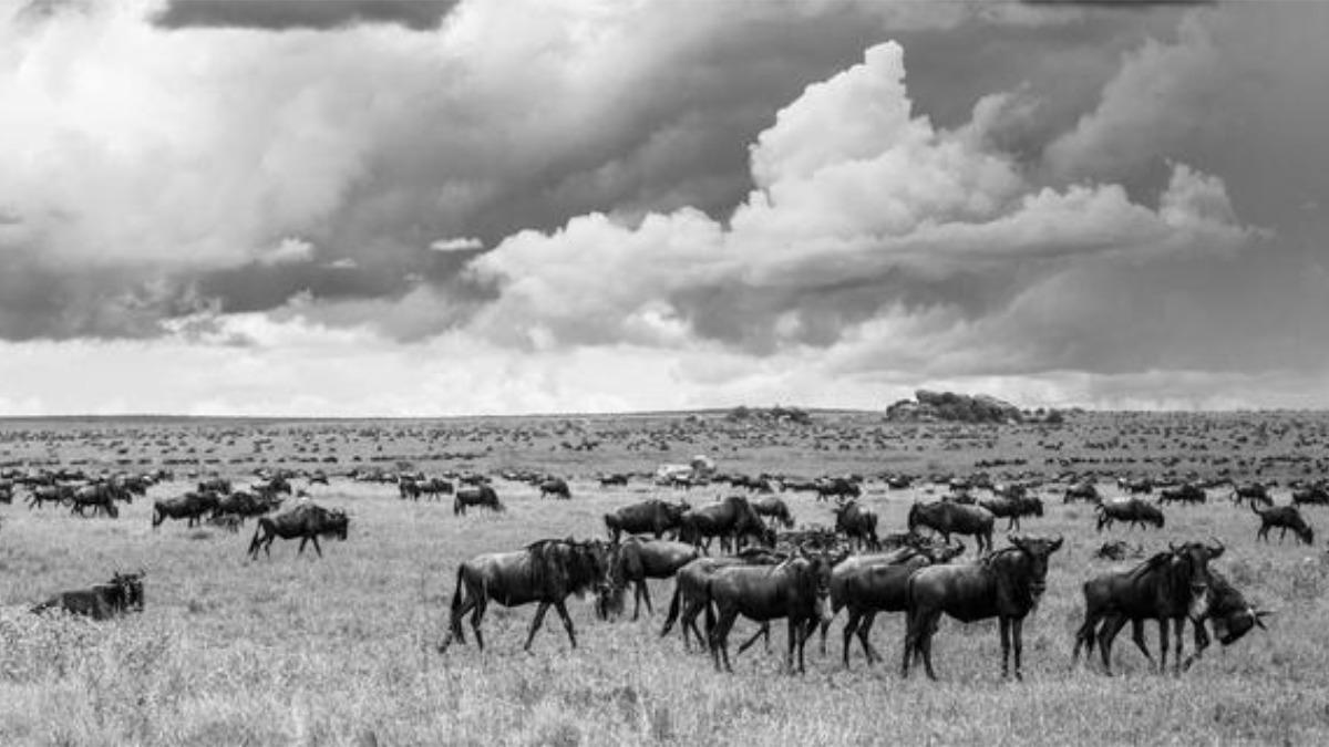 Los ecosistemas herbívoros permanecieron relativamente estables durante 60 millones de años: ¿qué nos enseña eso hacia el futuro?