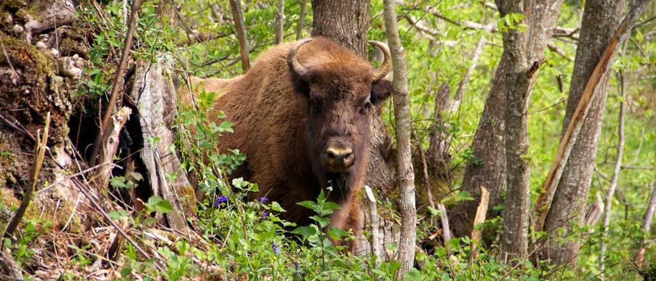 Un ejemplar de bisonte europeo.