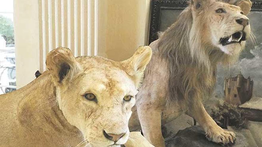 Dos leones disecados intervenidos por la Guardia Civil en otra operación.