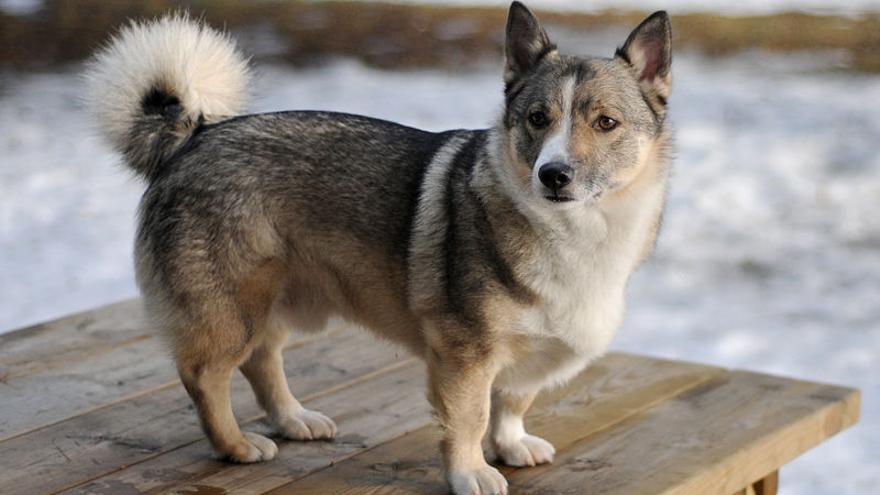 Vallhund sueco: una de las razas de perros &quot;mini&quot; que no crecen mucho