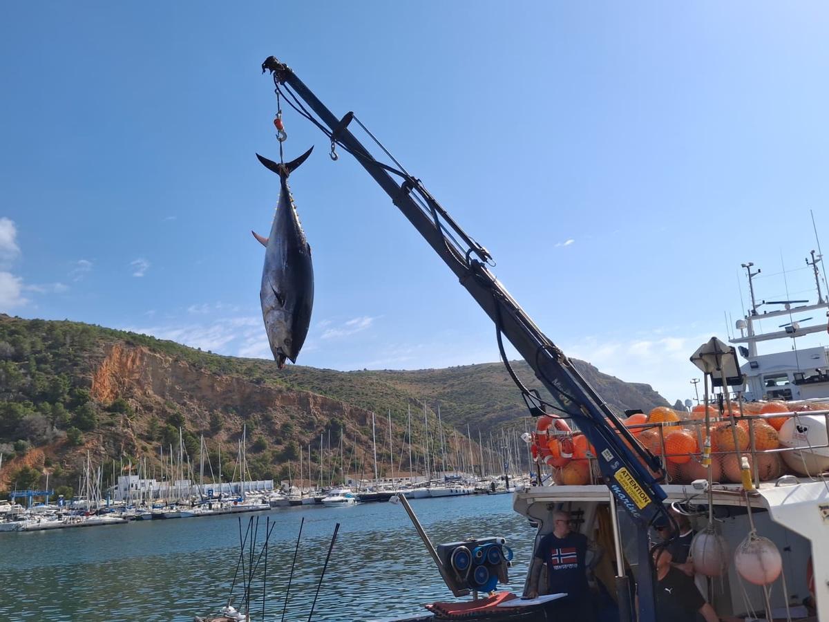 Actividad frenética en el puerto de Xàbia: las imágenes de la descarga de los atunes