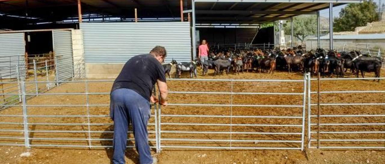 Alicante  exporta semen de sus cabras a Sudamérica para mejorar la producción de leche