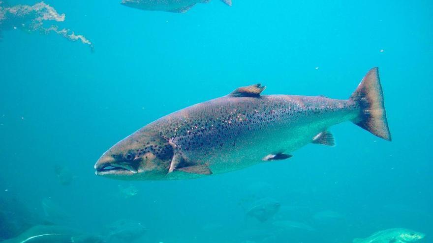 El Gobierno, ante la desaparición del salmón en España: “Se desprecia el criterio científico y prima la política”