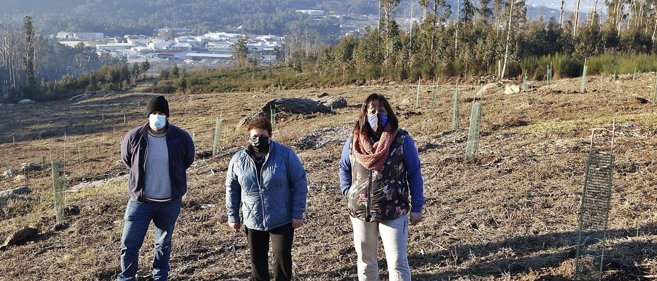 José Taboada y dos directivas
de la comunidad de montes,
ayer en la plantación de secuoyas. | // ALBA VILLAR
