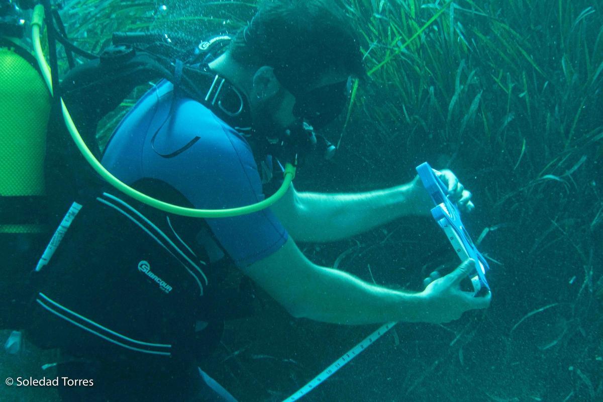 Estudio GEN GOB 2025 posidonia océanica en Pitiusas Estudio GEN GOB 2025 posidonia océanica en Pitiusas
