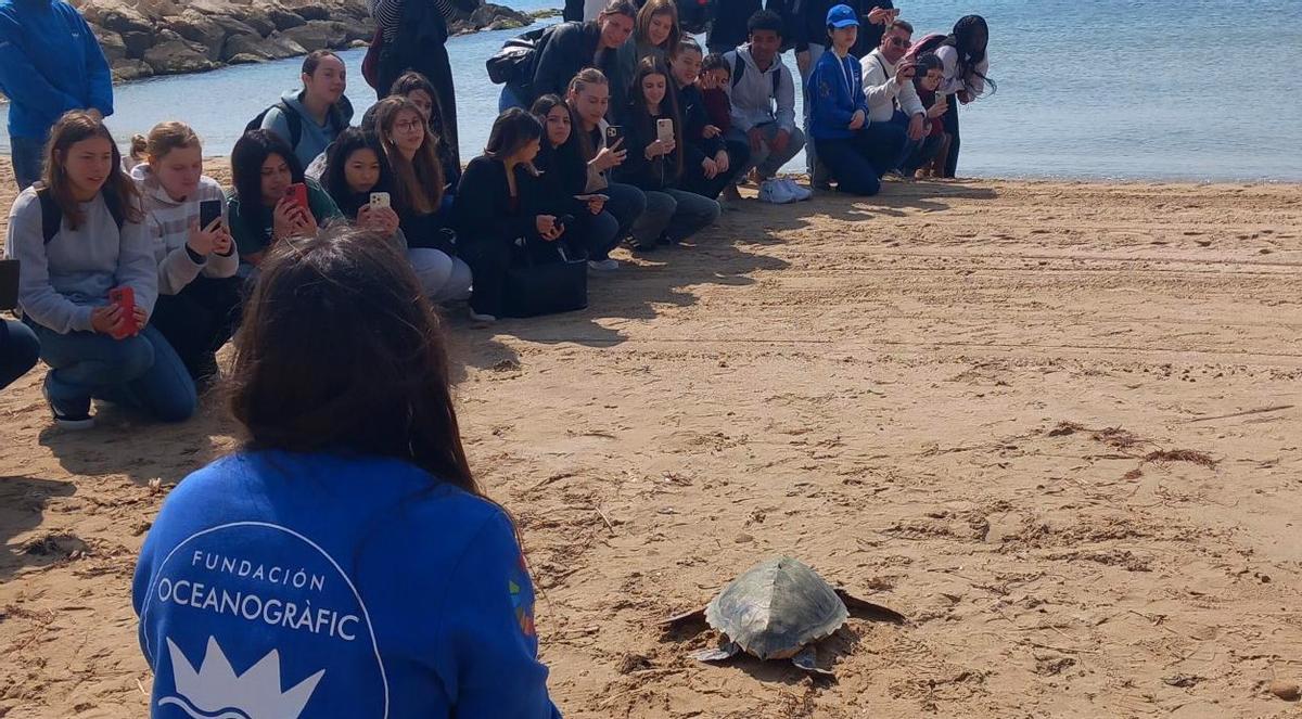 La tortuga Tuk Tuk camina, decidida, hacia el mar