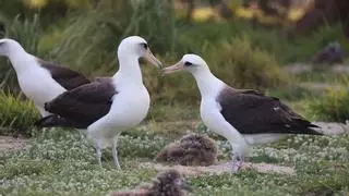 Esta es Wisdom, el ave silvestre más vieja del mundo, que sigue bailando a sus 73 años