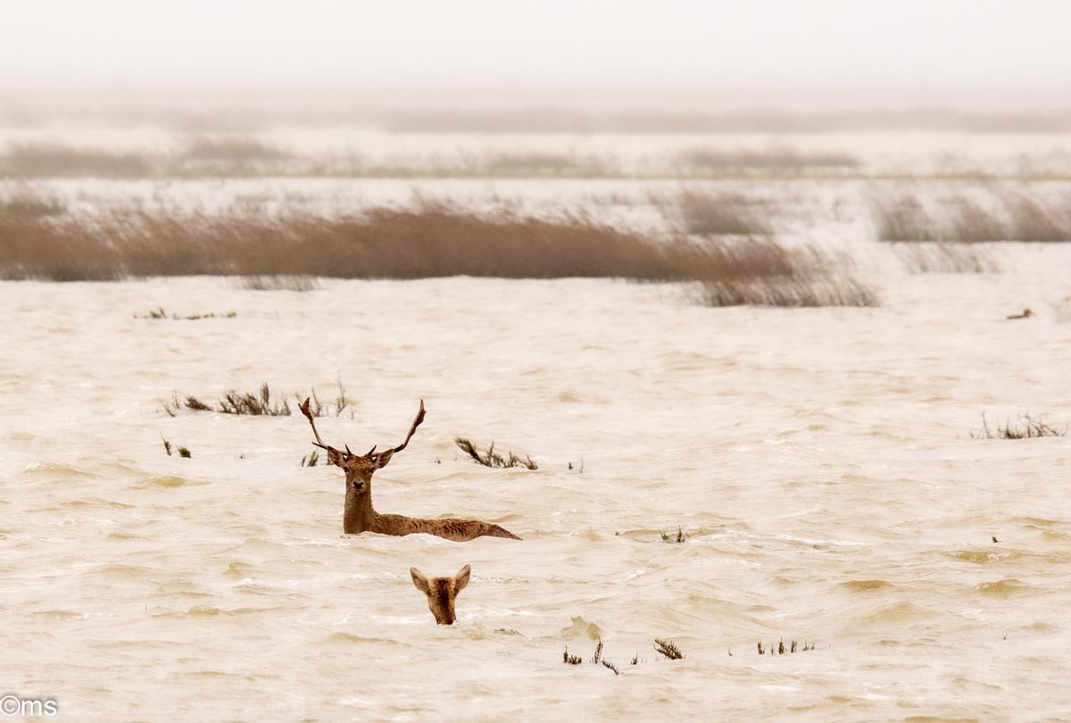 Aspecto que presenta la marisma estos días.