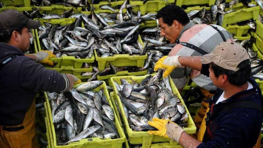 Marineros del cerco descargan cajas de jurel en un puerto gallego. iñaki abella