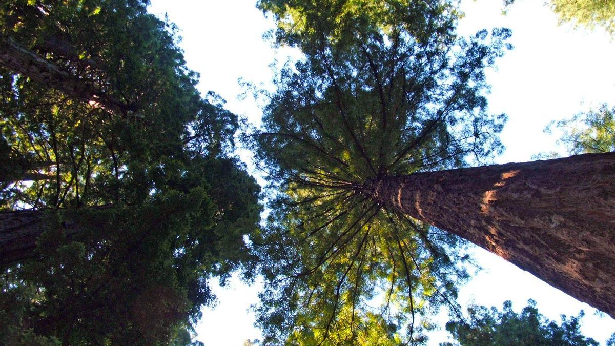 Hyperion, árbol más alto