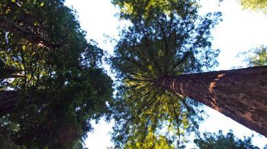 Hemos encontrado el árbol más alto del mundo: más que el Big Ben o la Estatua de la Libertad