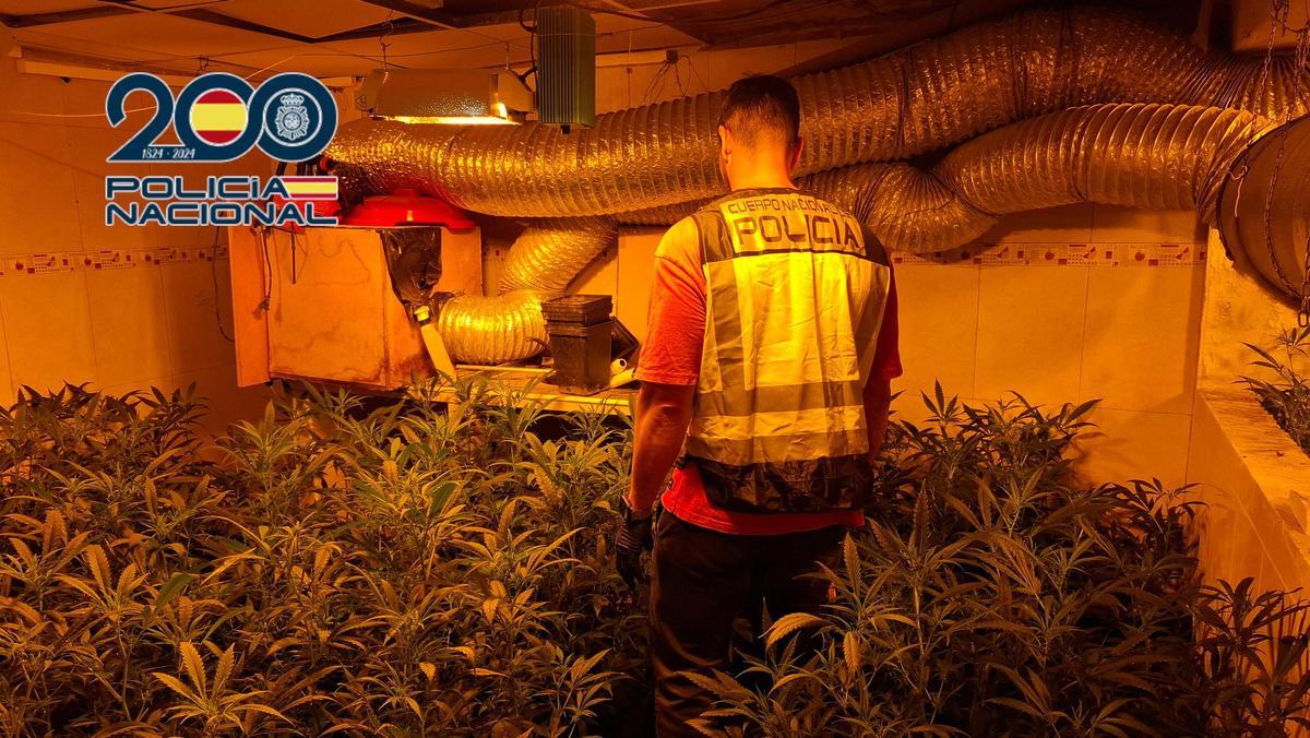 Plantación de marihuana en una casa de Elda.