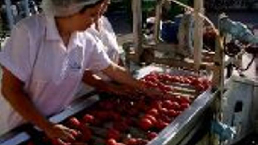 Contratados este año en la región 1.800 millones de kilos de tomate