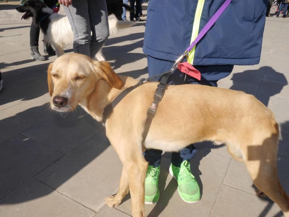 Jornada de adopción de perros en el Bioparc