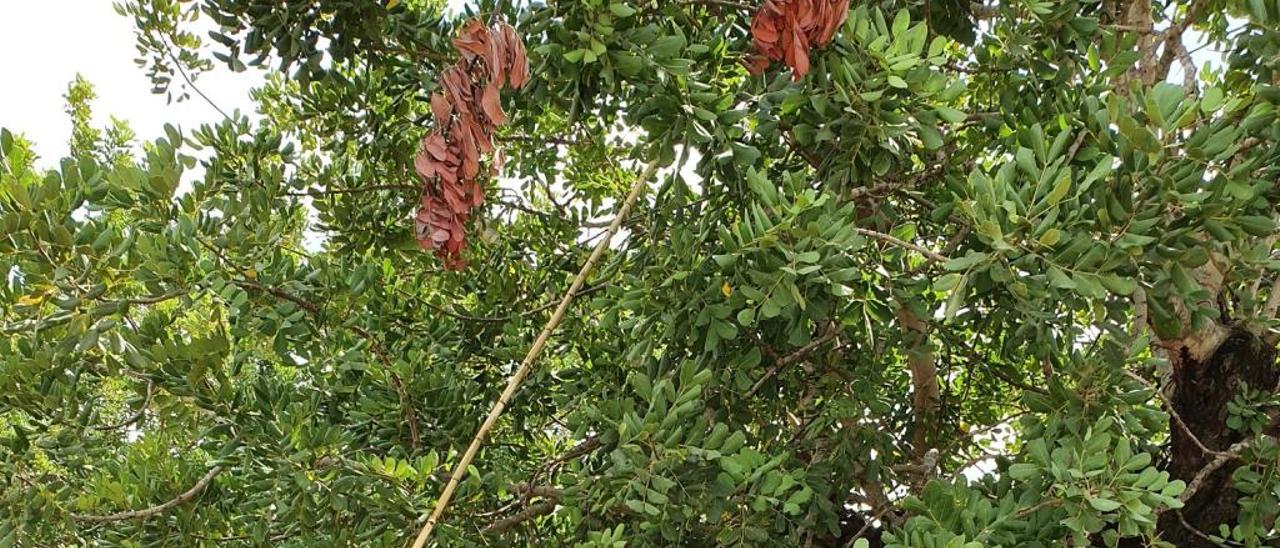 Labores de recogida del algarrobo, este año, en Turís.