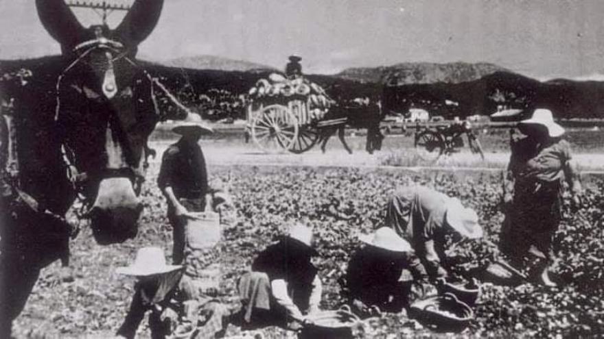 FOTOS | Cien años de la patata que cambió la economía de sa Pobla