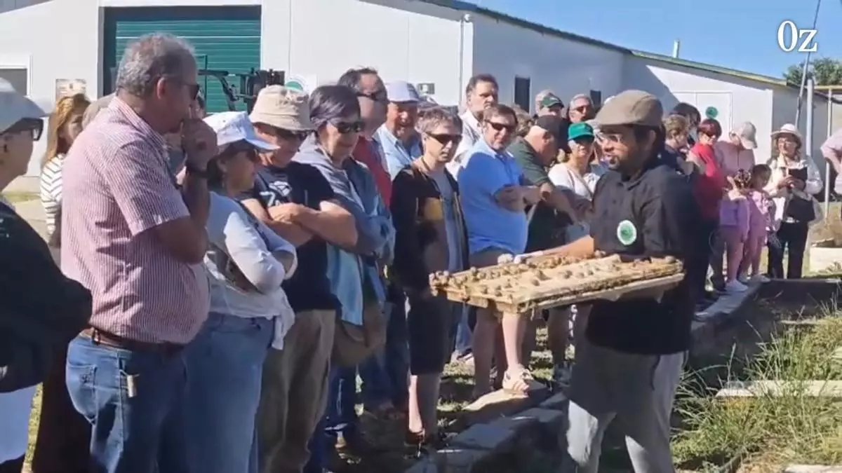Los caracoles de Aliste reivindican en Fonfría un lugar destacado en la gastronomía hispanolusa