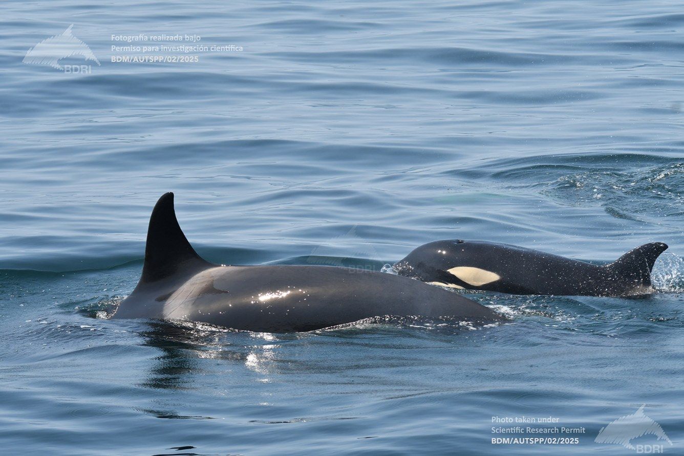 Biólogos, doctores y estudiantes del BDRI hacen un estrecho seguimiento de los mamíferos marinos en las rías de Vigo, Pontevedra y Arousa.