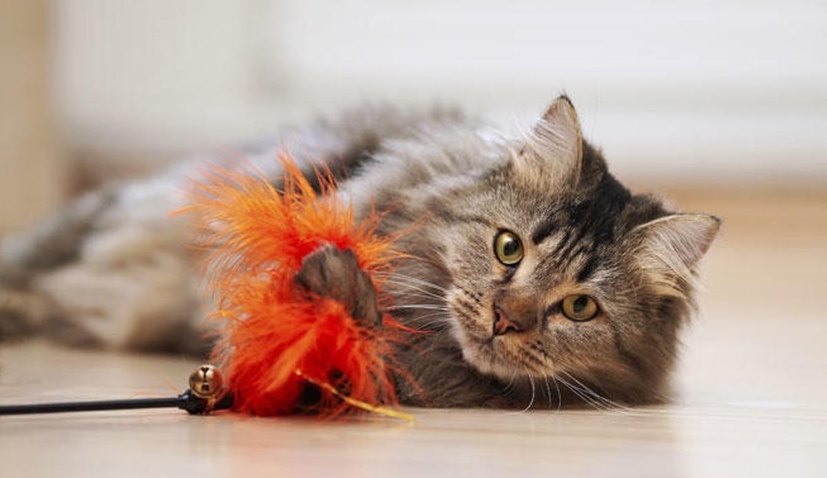 Consejos para calmar a gatos hiperactivos.