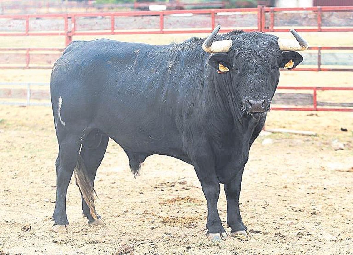&quot;Corretón&quot;, de Ribeiro Telles, toro para la corrida de rejones de El Bibio.