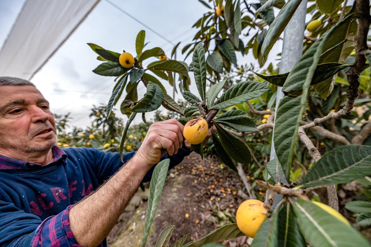 La lluvia echa a perder entre el 20 y el 25% de la cosecha de nísperos y los agricultores no cobrarán el seguro.