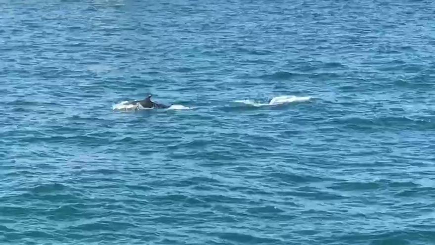Delfines en el puerto de Castelló