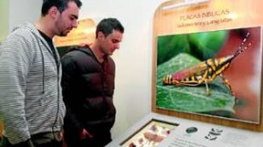 Una exposición acerca a los niños el mundo de los insectos