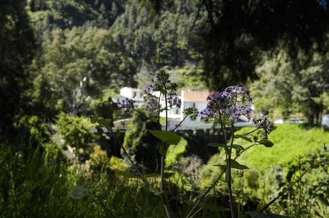 VERDOR EN EL CAMPO GRANCANARIO