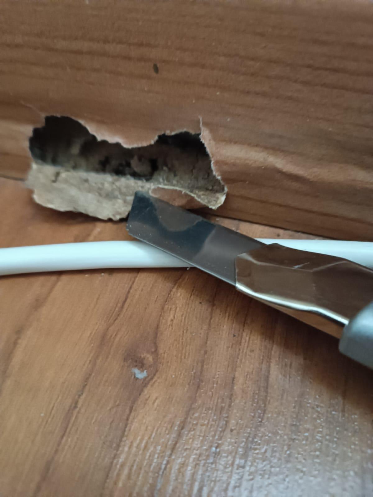 El invierno dispara las alertas por termitas en Galicia: devoran la ciudad y el rural