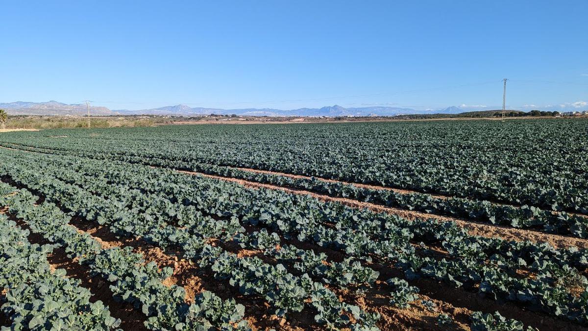 Campos de cultivo en Santa Pola donde podría ir uno de los campos de golf según Compromís