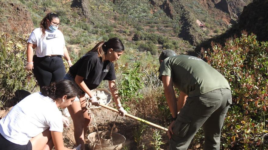 Alumnos del IES Playa de Arinaga plantan en Guayadeque 30 almendros germinados por ellos