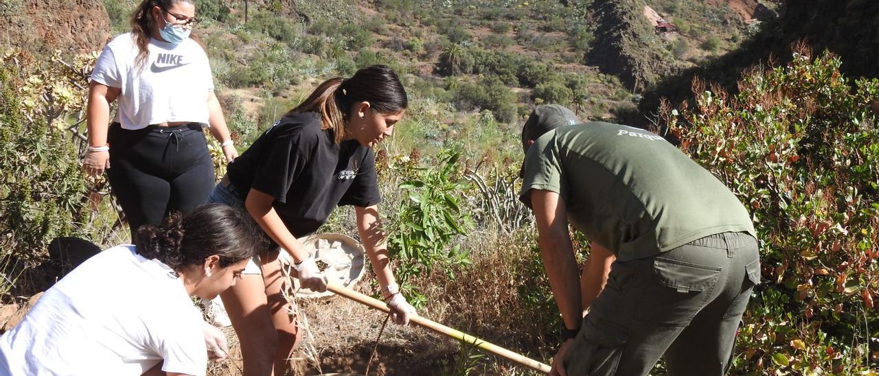 Tres alumnas y un operario municipal, durante la plantación de varios almendros en Guayadeque.