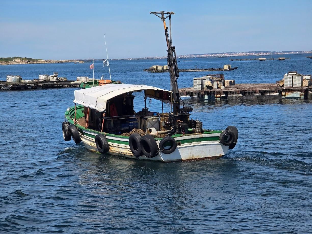 La "ría del mejillón" también cultiva almeja y ostra en batea.