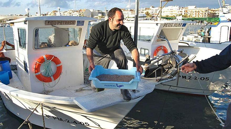 Pescador de la embarcaciÃ³n Nou Patrash descarga jonquillo en el Port d&#039;AlcÃºdia.