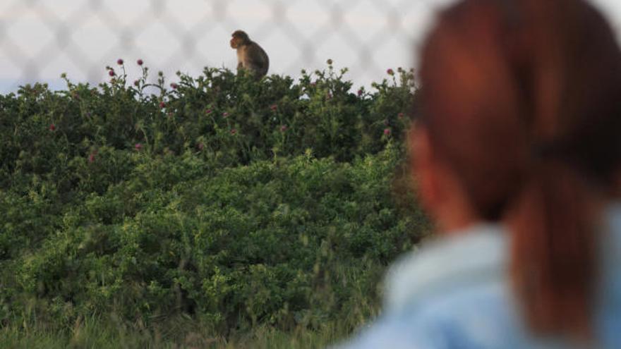 Una de las apariciones del mono en la zona donde más frecuentemente ha sido visto.