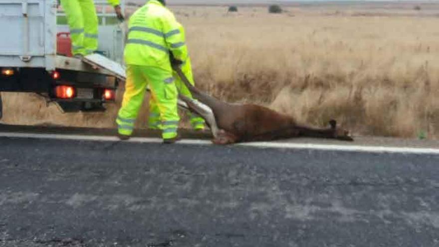 Operarios de Fomento recogen un ciervo tras un accidente el pasado día 18 en la N-631.