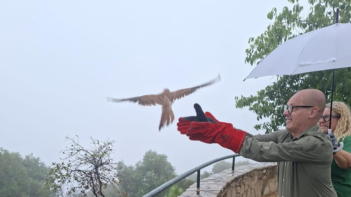 Liberadas a su medio natural cinco aves tras ser recuperadas por el CREA de Málaga